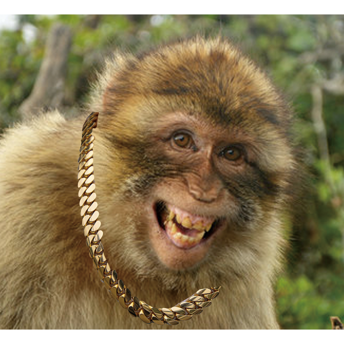 DONATE TO APE - APEDRIP
