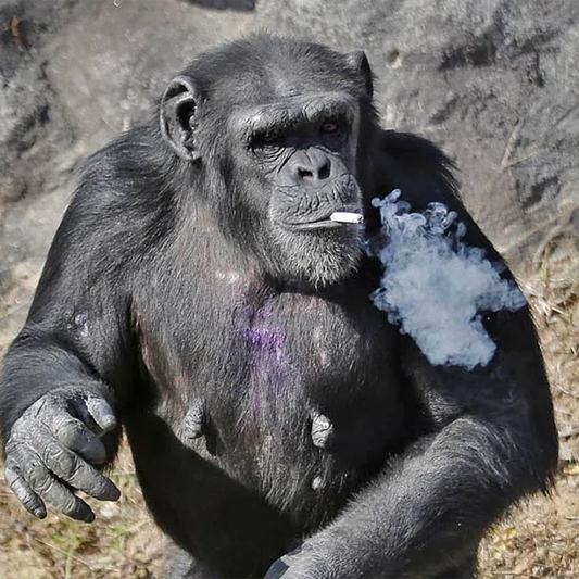 DONATE TO APE - APEDRIP