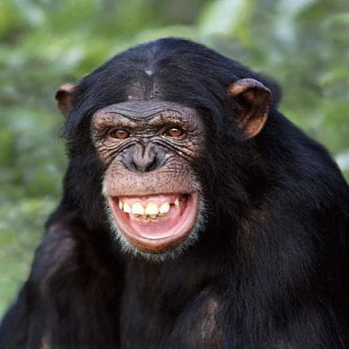 DONATE TO APE - APEDRIP